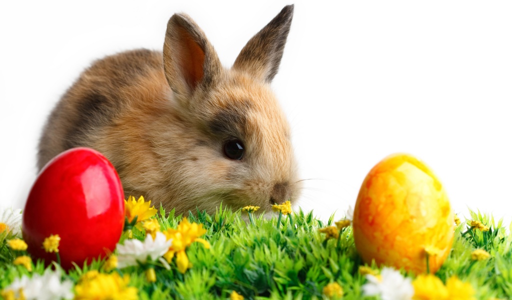 Rabbit Easter White Yellow Flowers