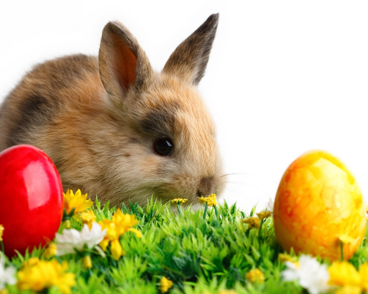 Rabbit Easter White Yellow Flowers