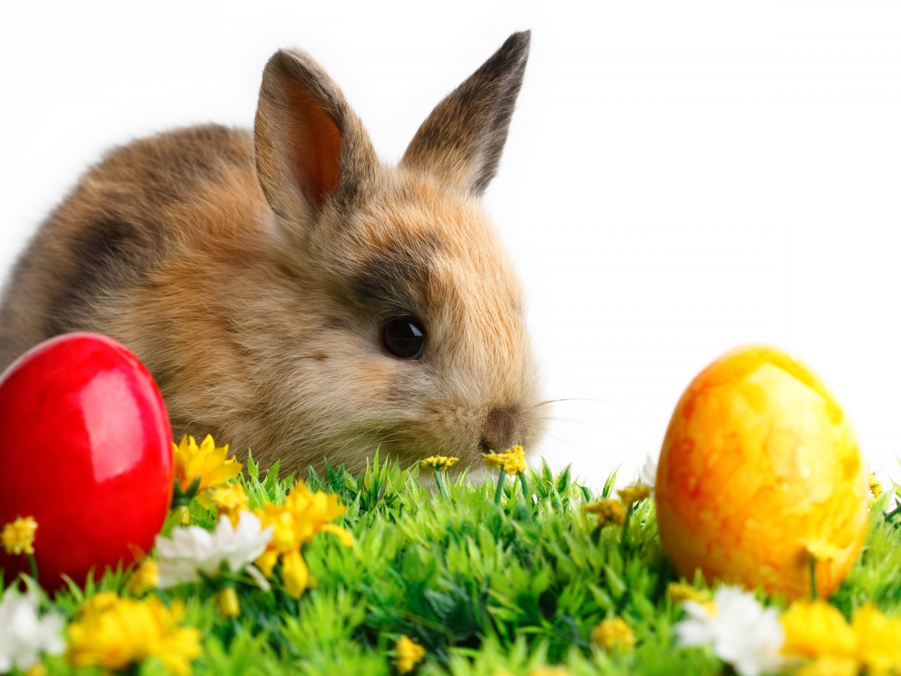 Rabbit Easter White Yellow Flowers