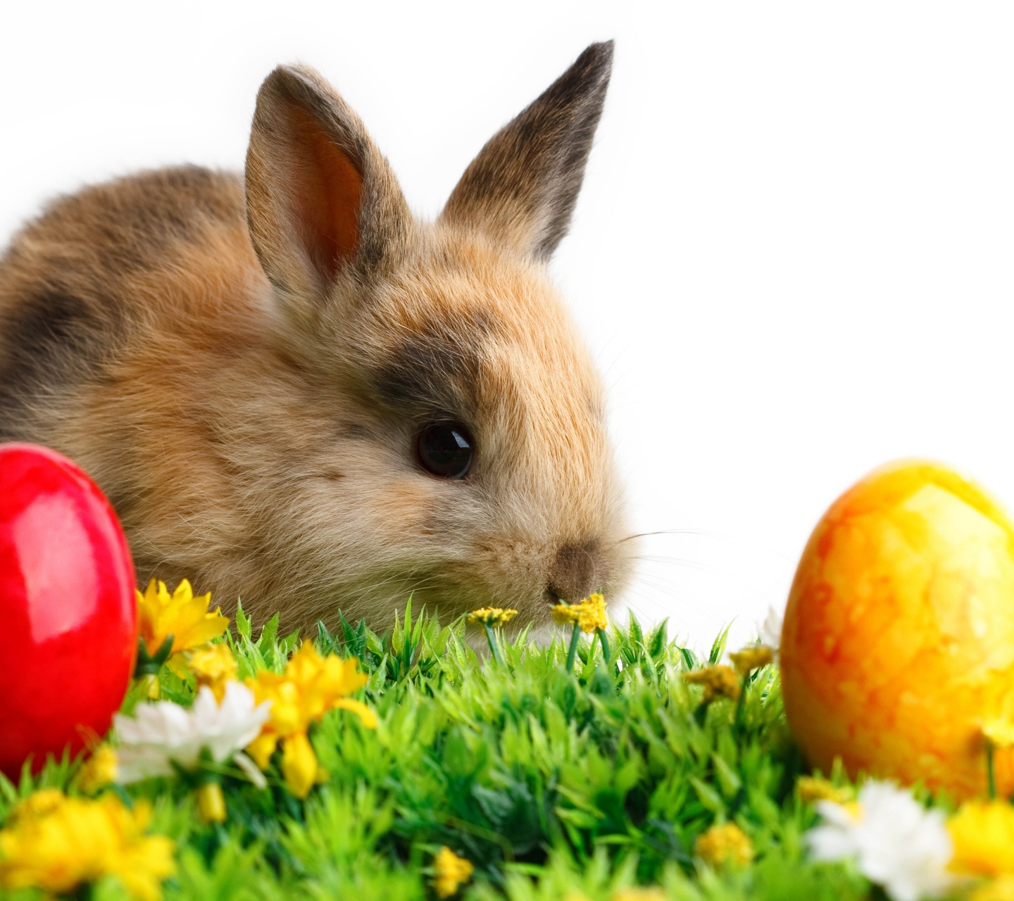 Rabbit Easter White Yellow Flowers