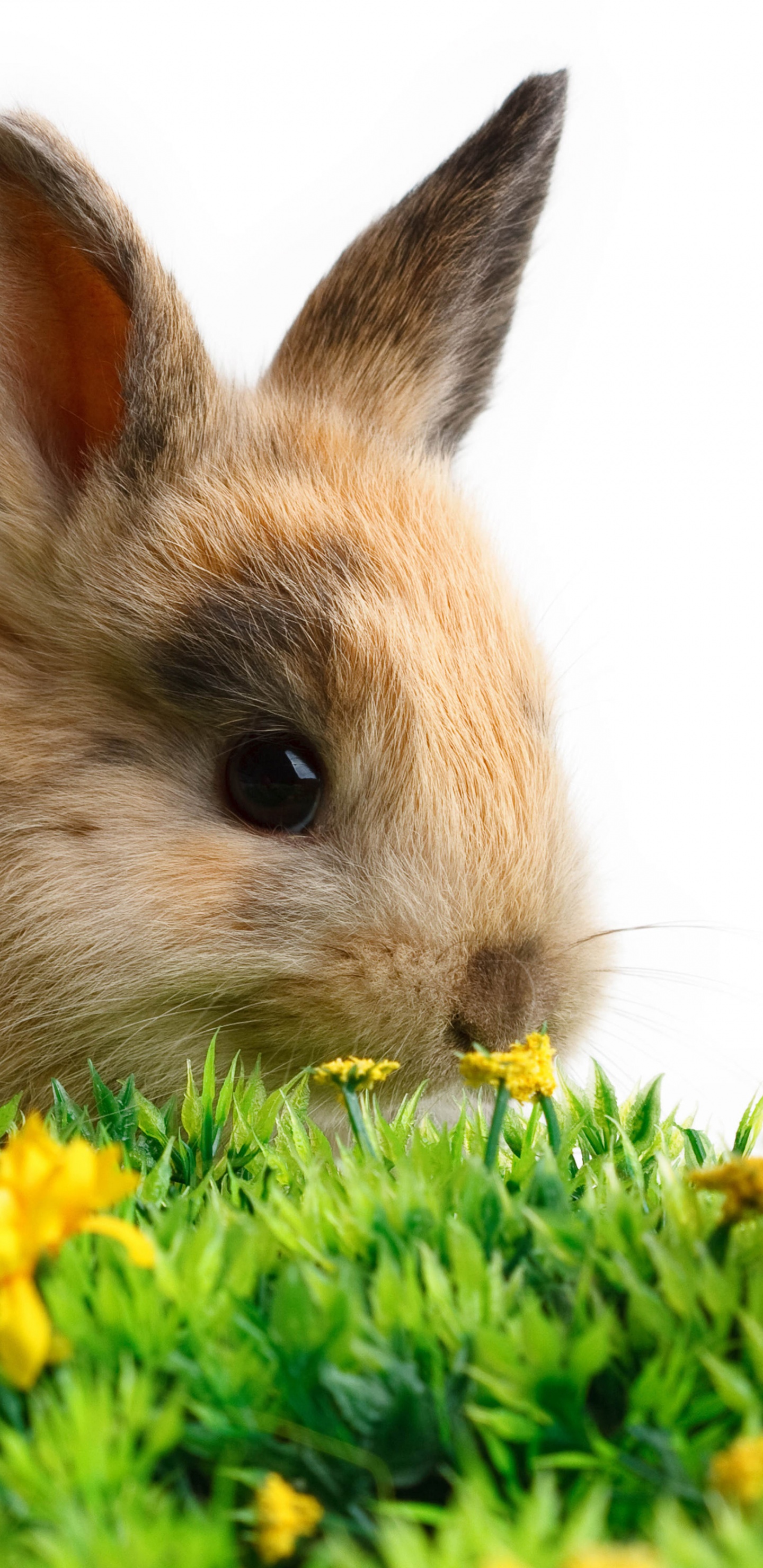 Rabbit Easter White Yellow Flowers