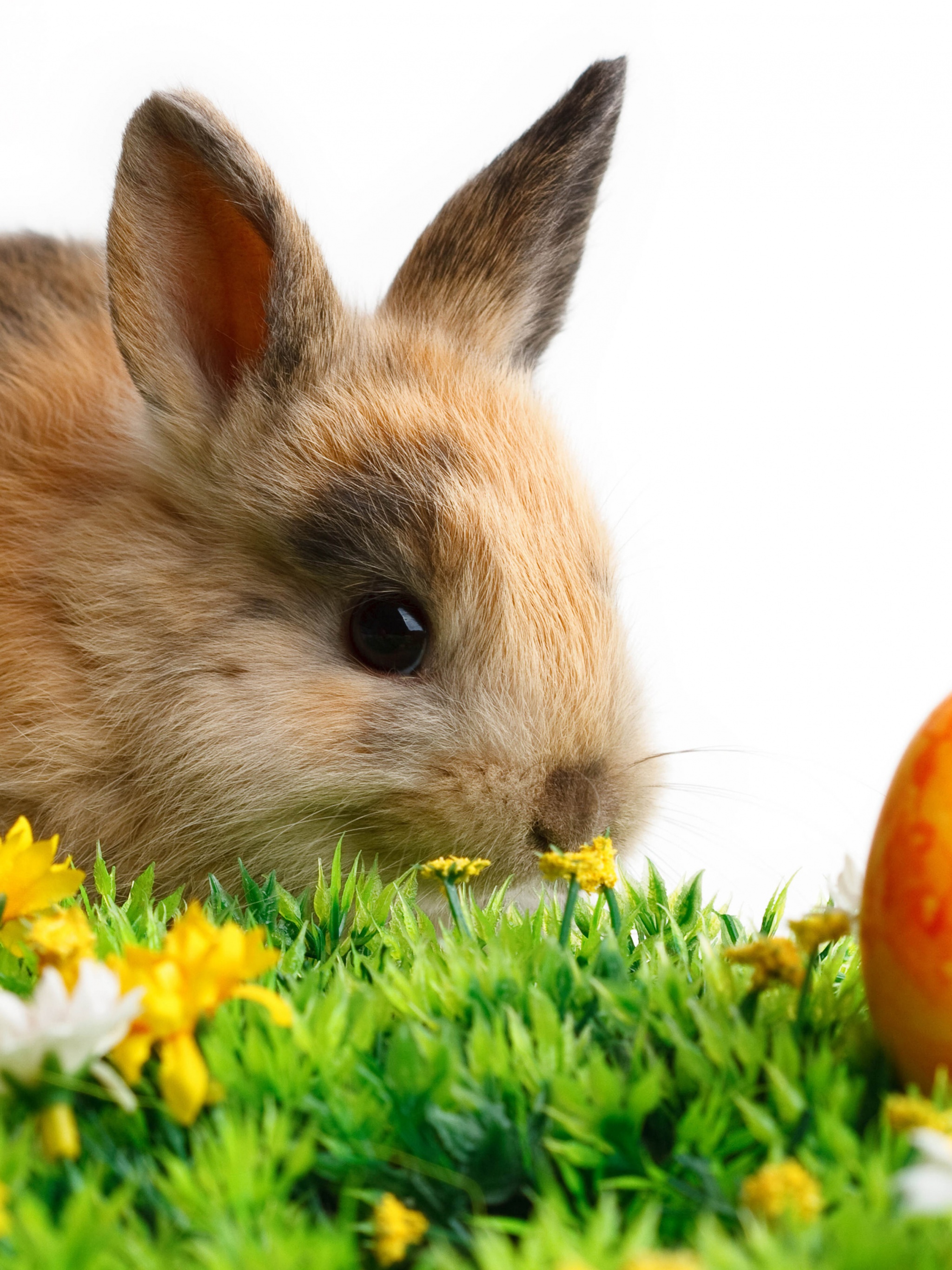 Rabbit Easter White Yellow Flowers