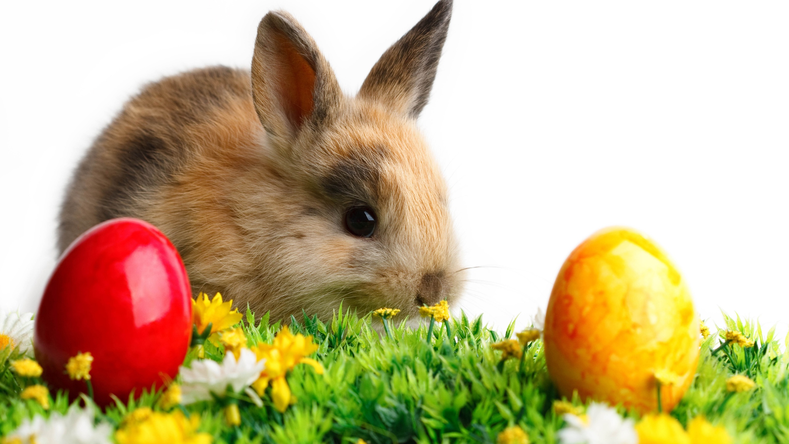 Rabbit Easter White Yellow Flowers