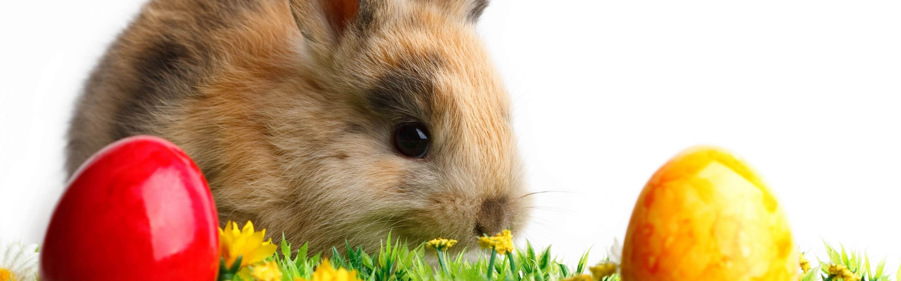 Rabbit Easter White Yellow Flowers