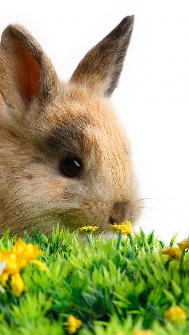 Rabbit Easter White Yellow Flowers