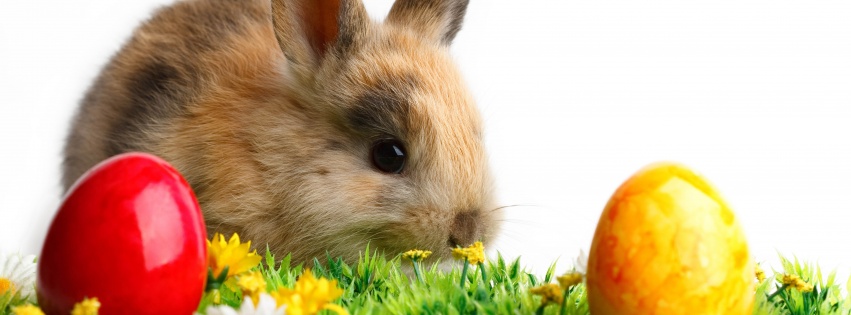 Rabbit Easter White Yellow Flowers