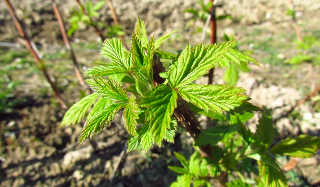 Raspberry In Early Spring