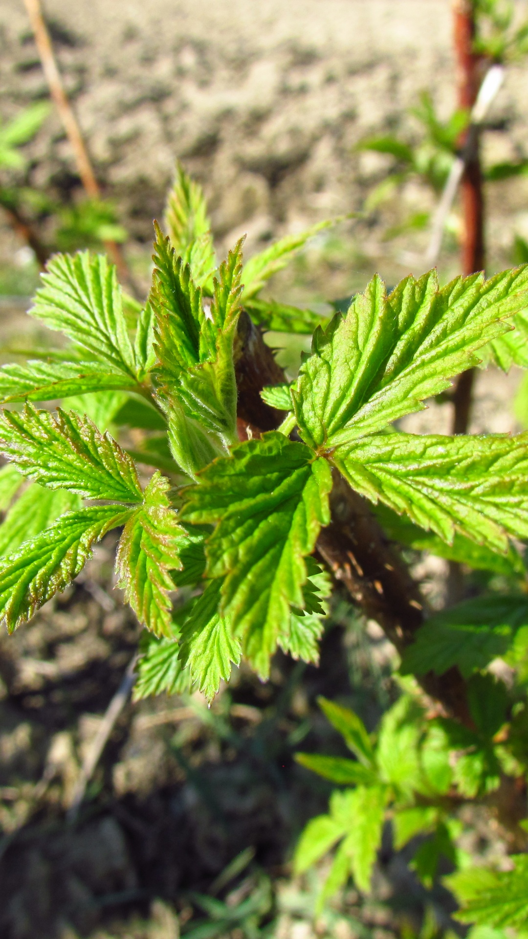 Raspberry In Early Spring