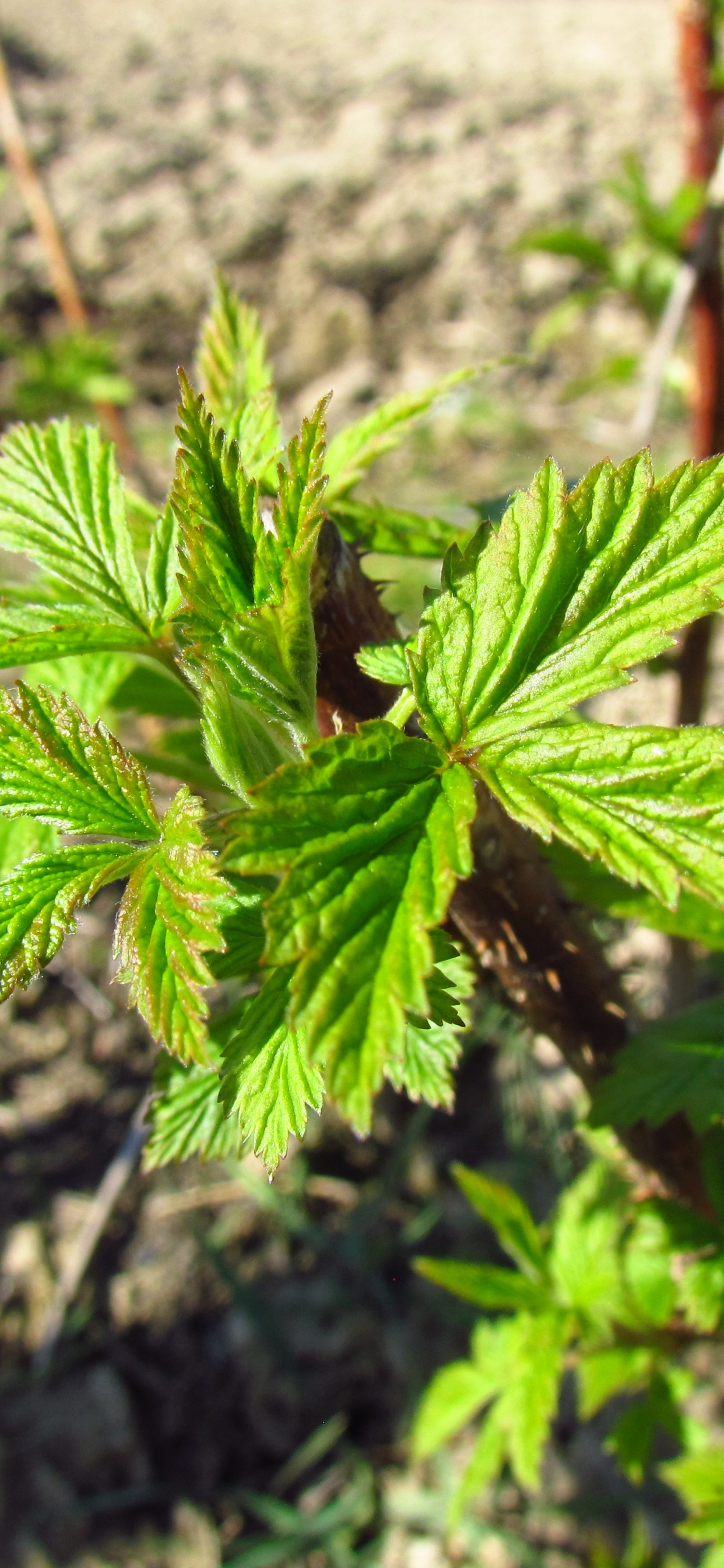 Raspberry In Early Spring