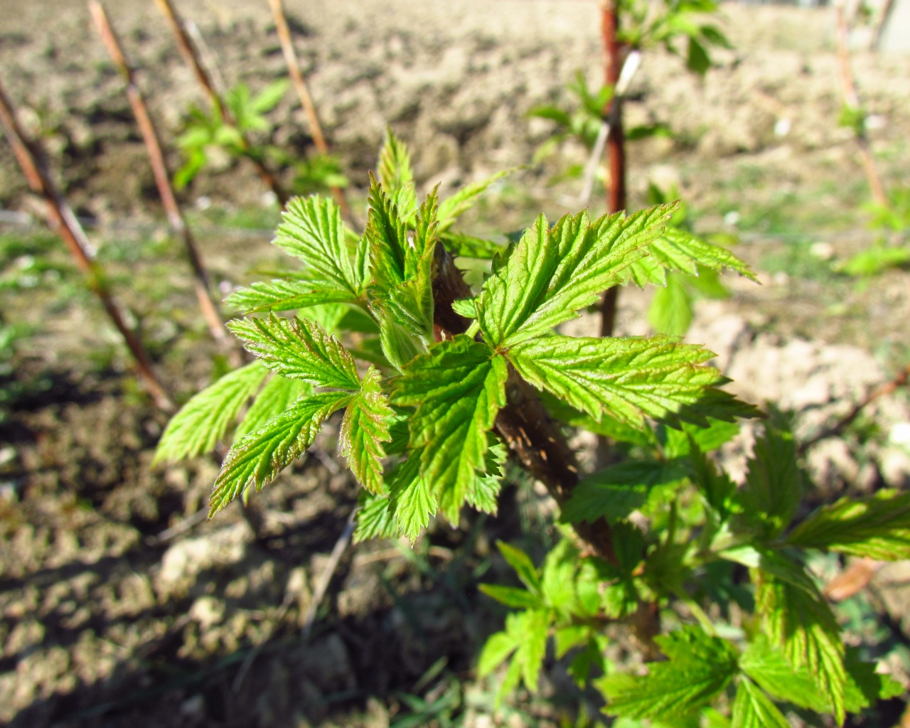 Raspberry In Early Spring