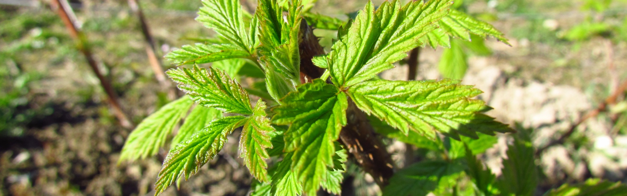 Raspberry In Early Spring