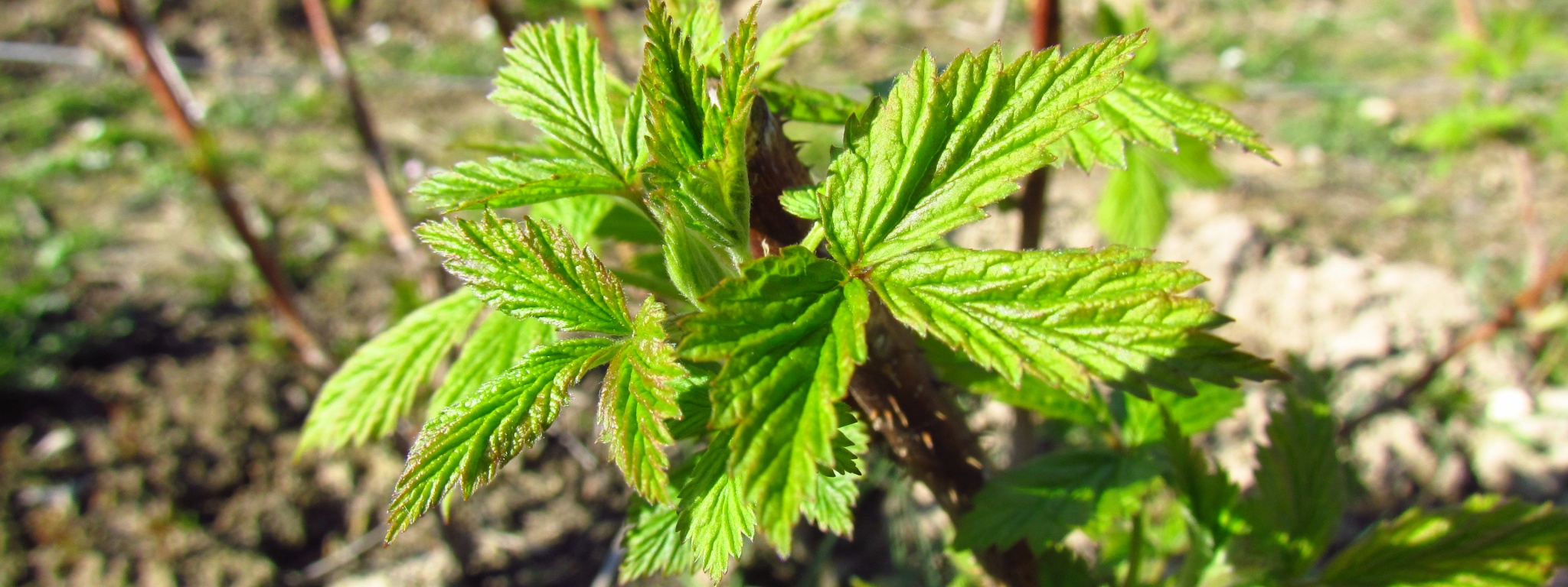 Raspberry In Early Spring