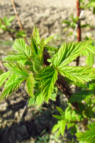 Raspberry In Early Spring