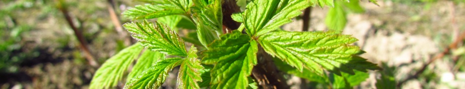 Raspberry In Early Spring