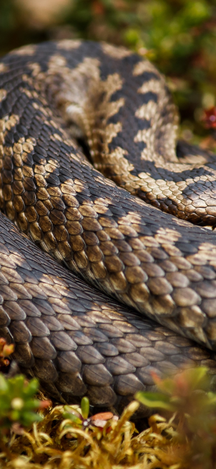 Rattlesnake