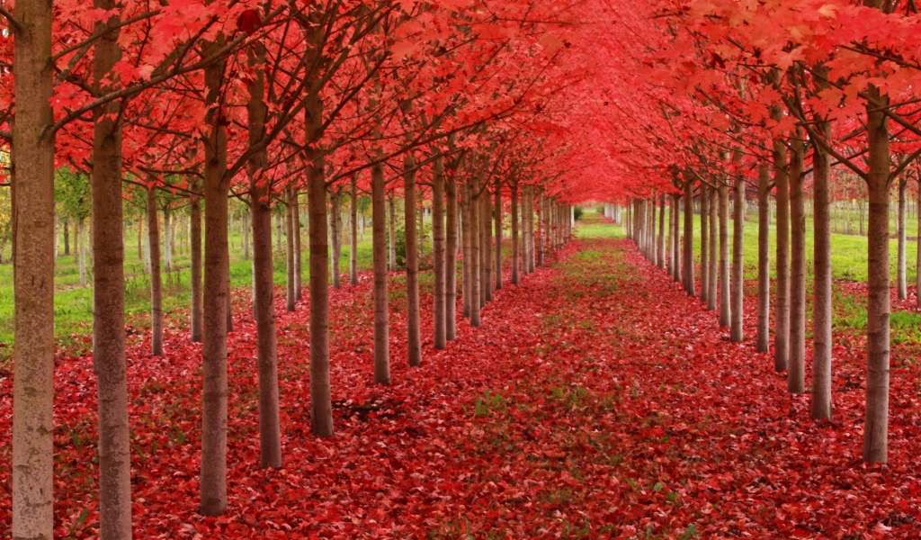 Red Autumn Trees