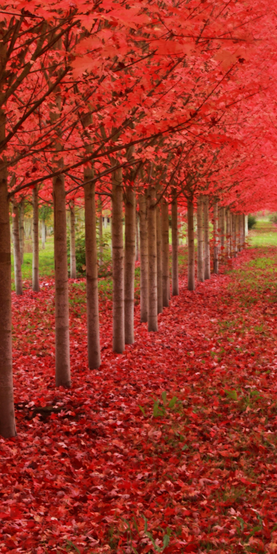 Red Autumn Trees