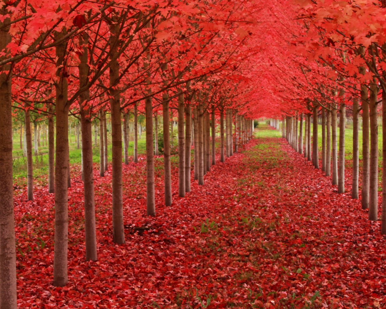 Red Autumn Trees