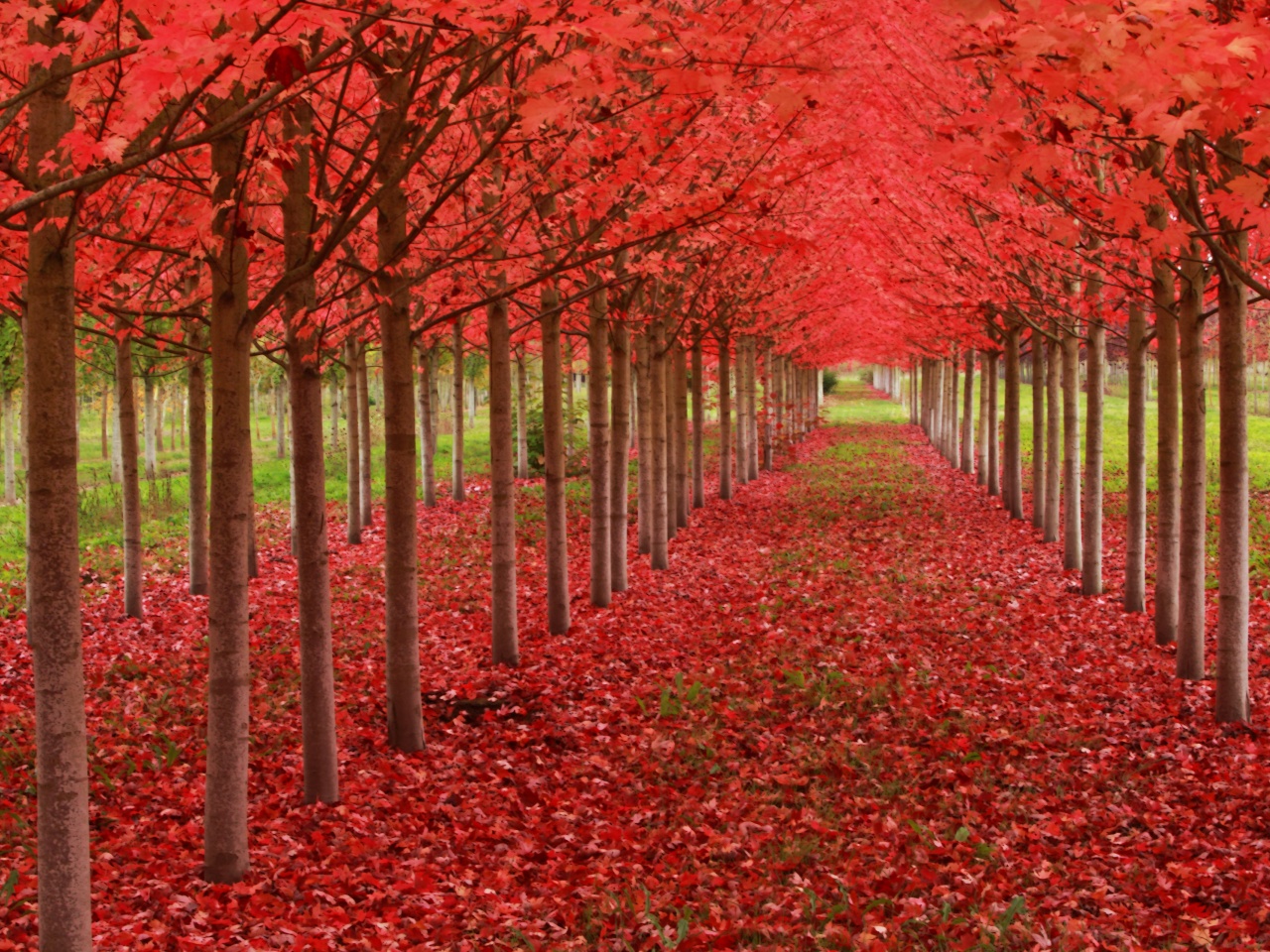 Red Autumn Trees