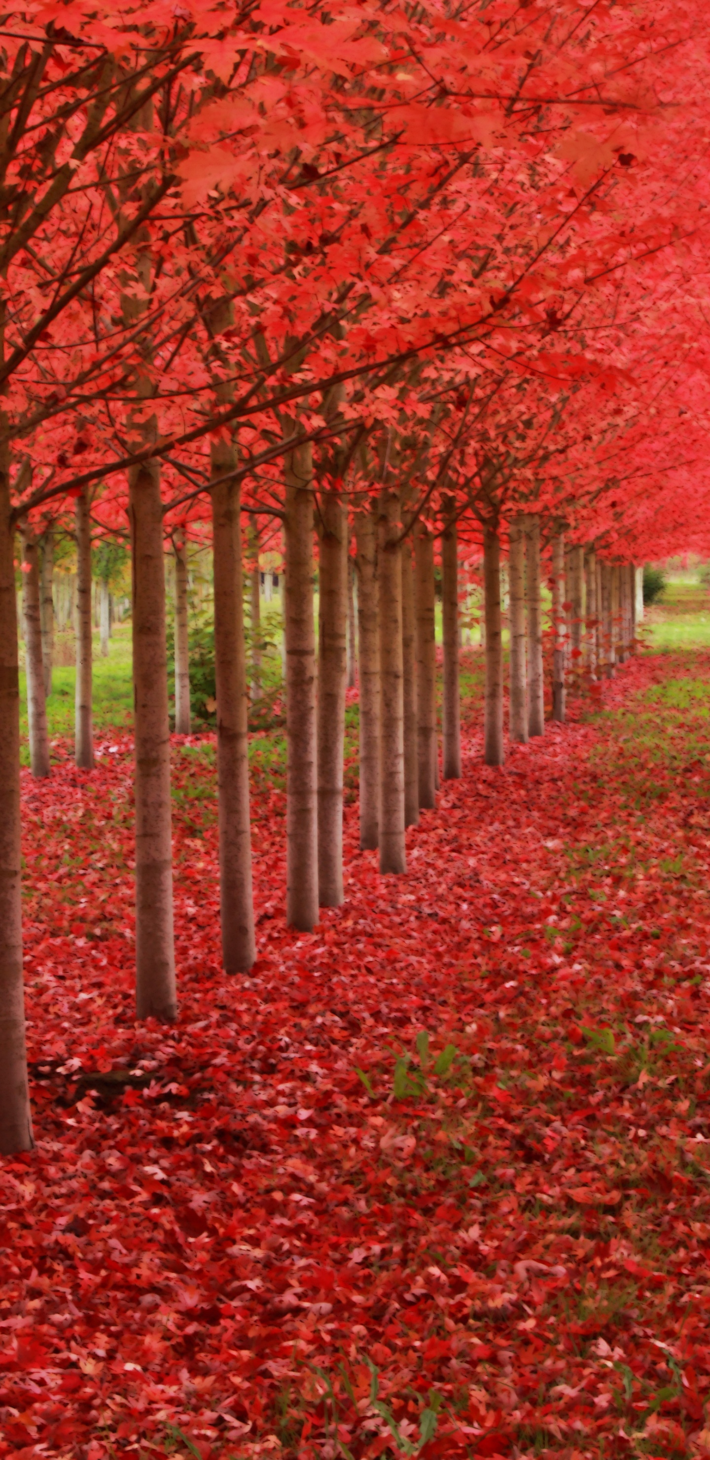 Red Autumn Trees