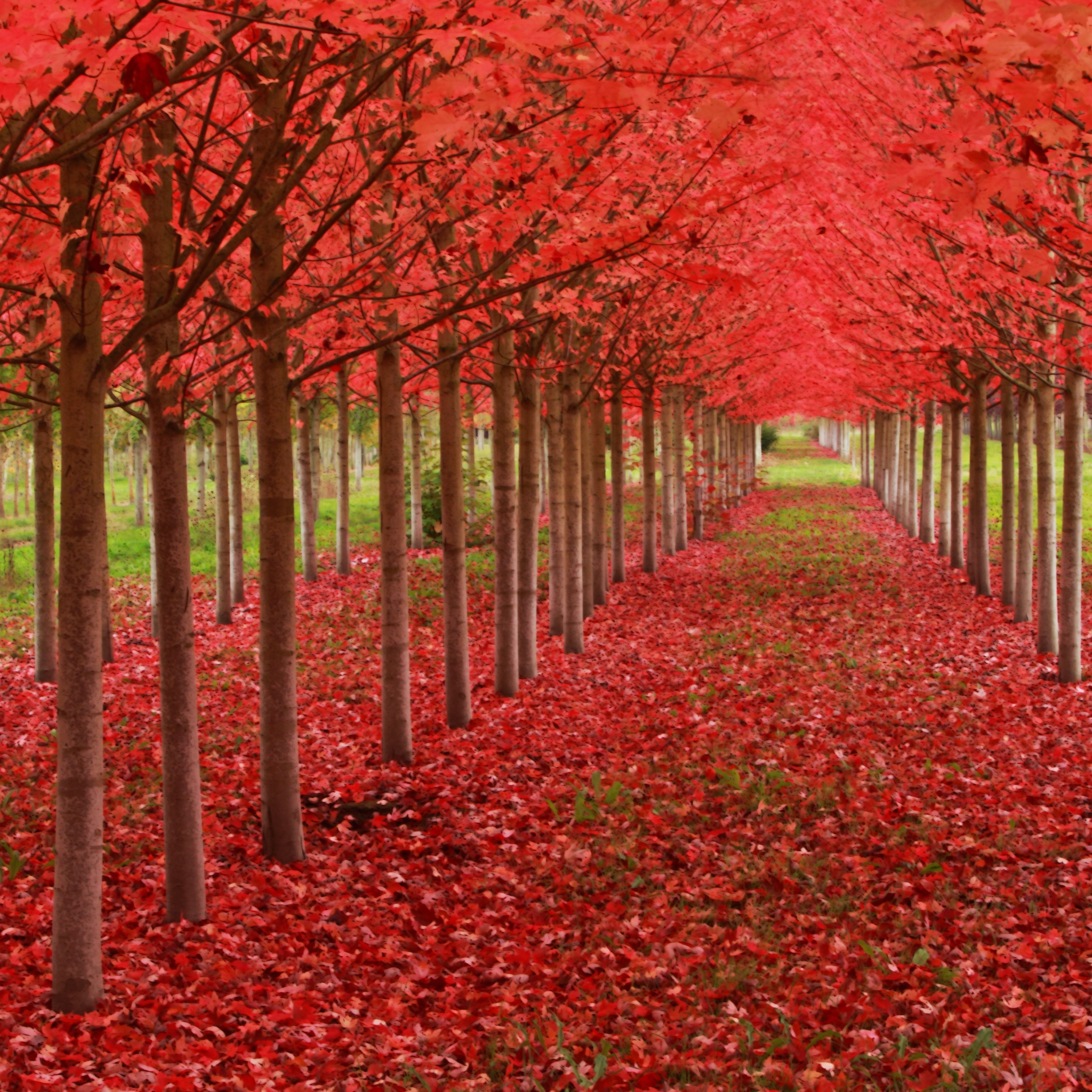 Red Autumn Trees