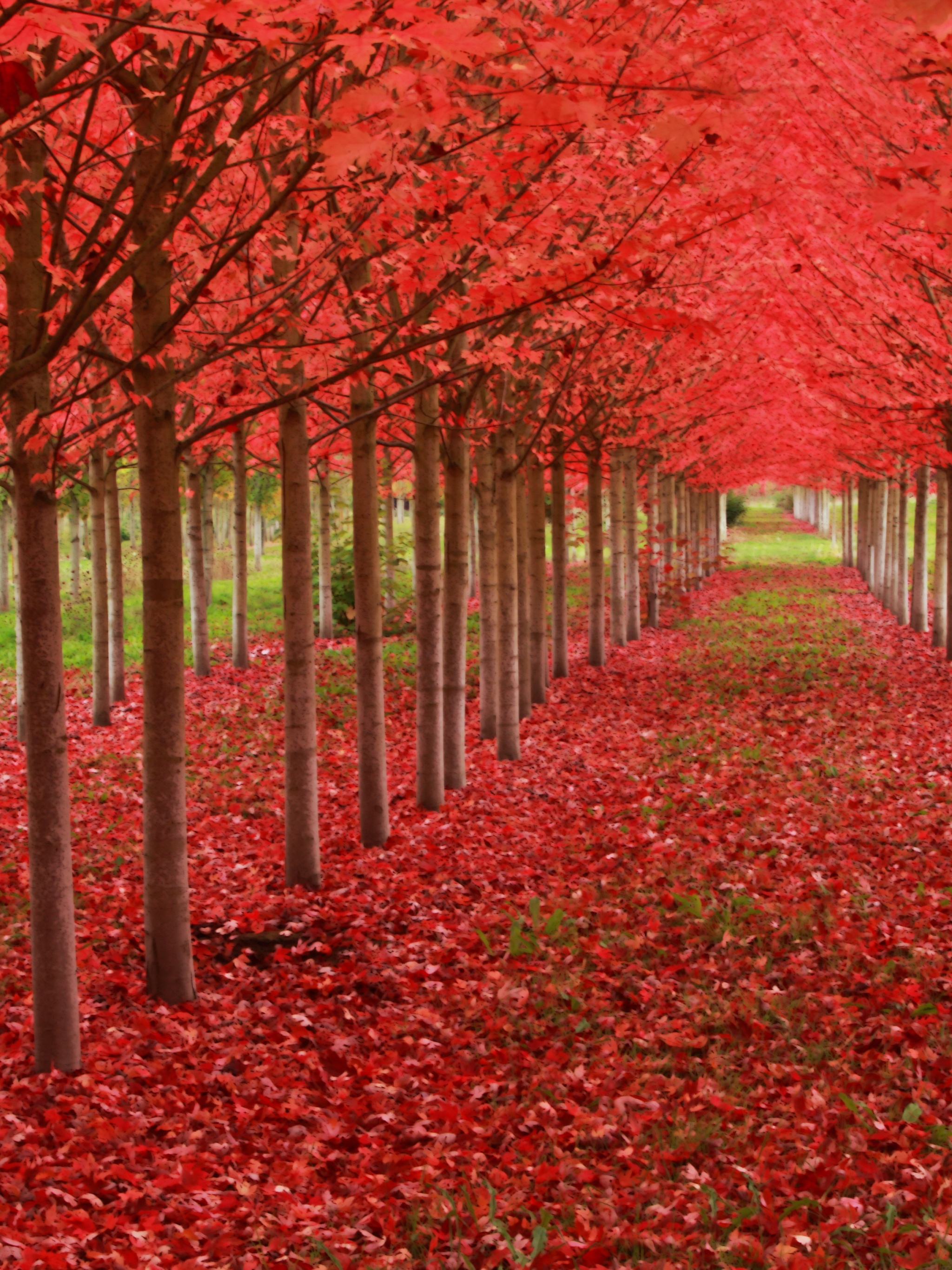 Red Autumn Trees