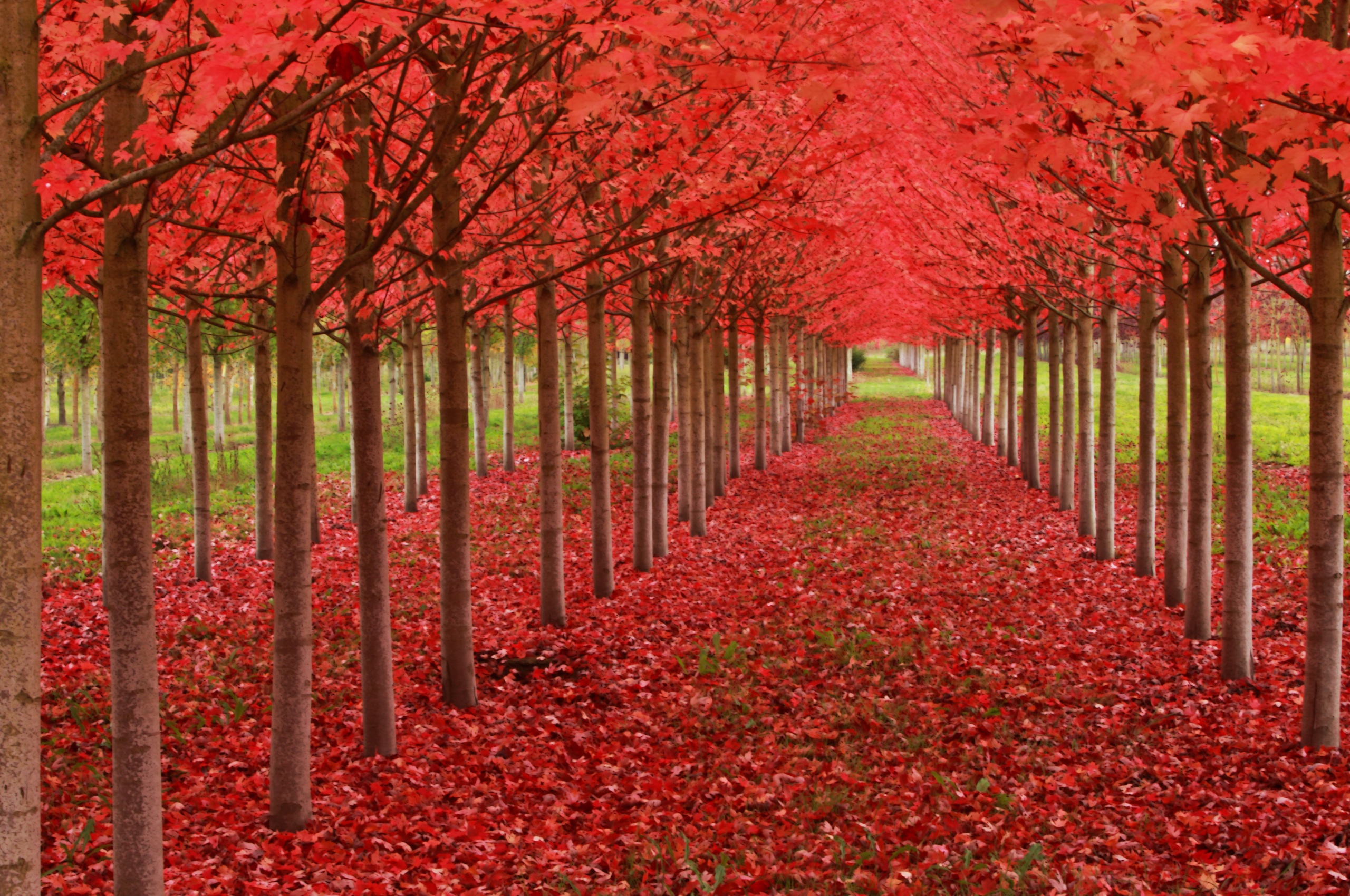 Red Autumn Trees