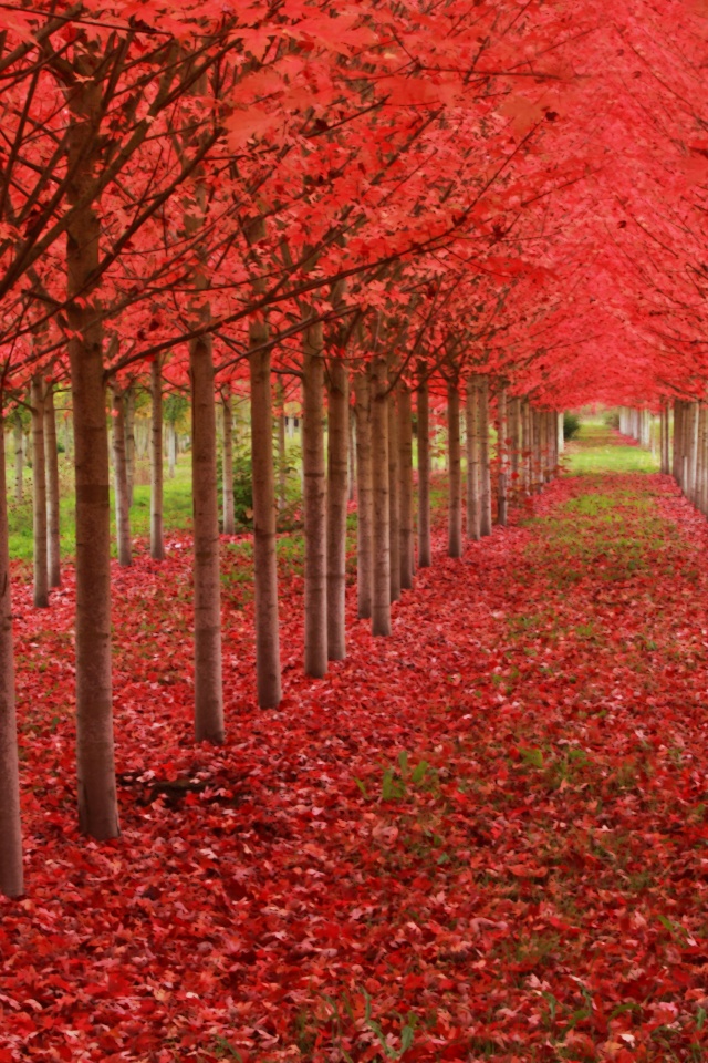 Red Autumn Trees