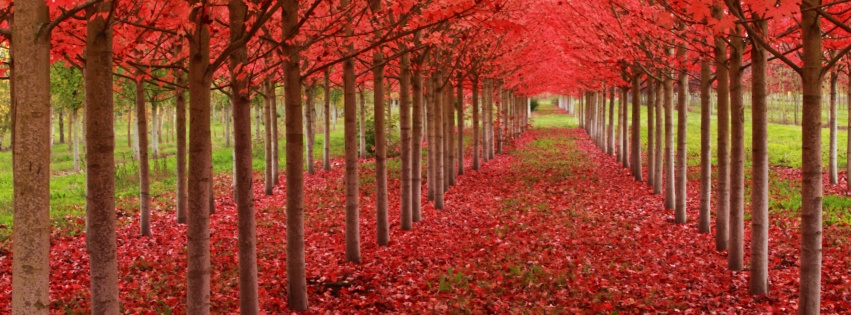 Red Autumn Trees