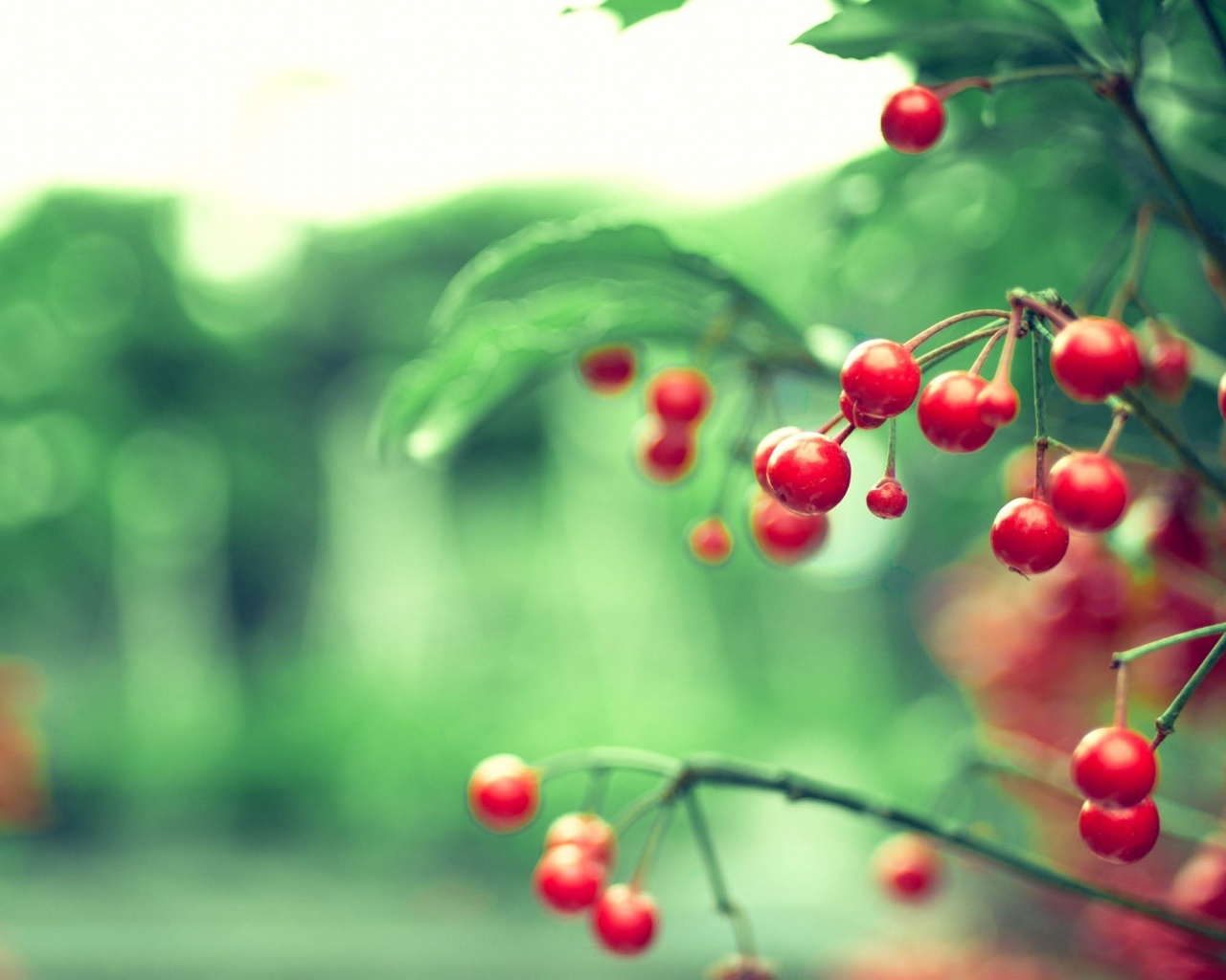 Red Berries