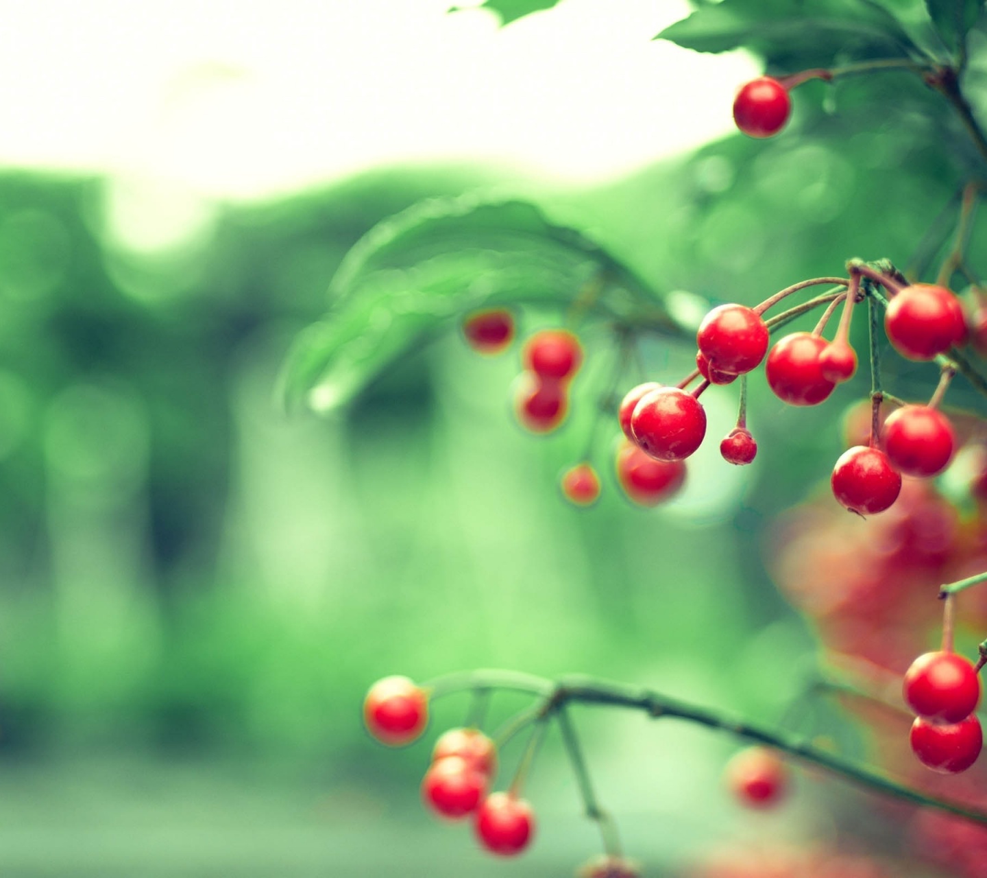 Red Berries