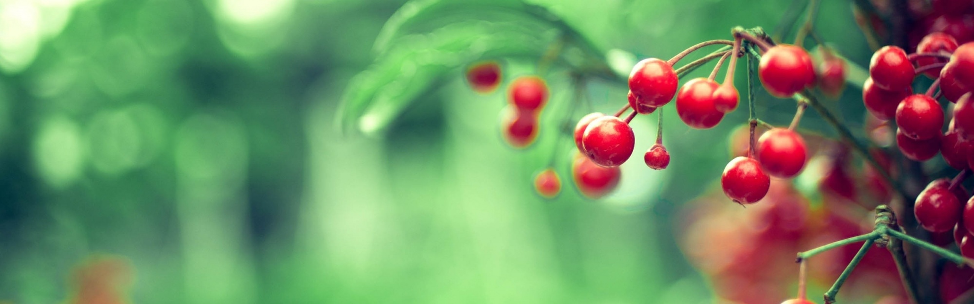 Red Berries