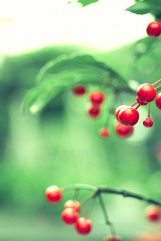 Red Berries