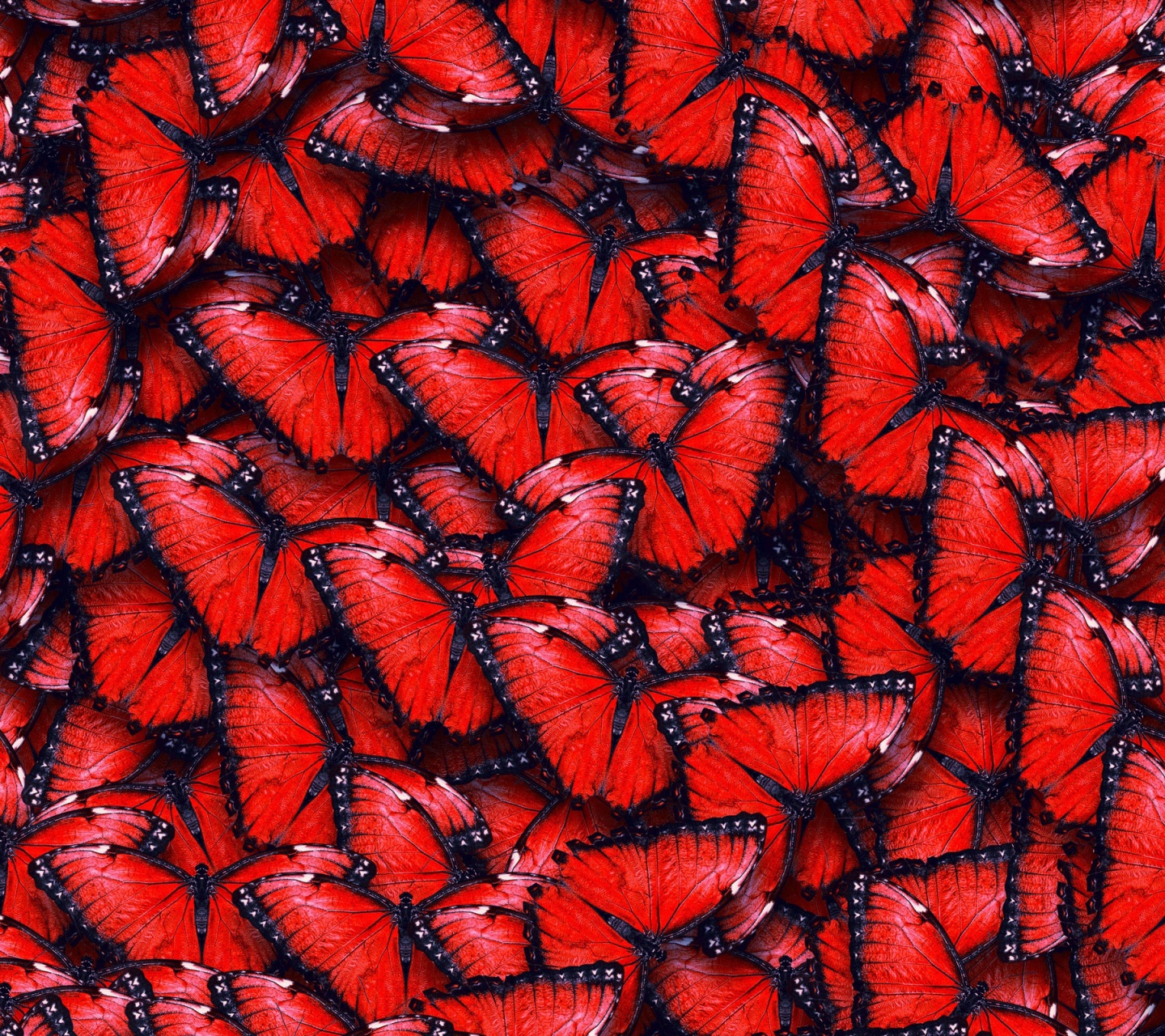 Red Butterfly Pattern