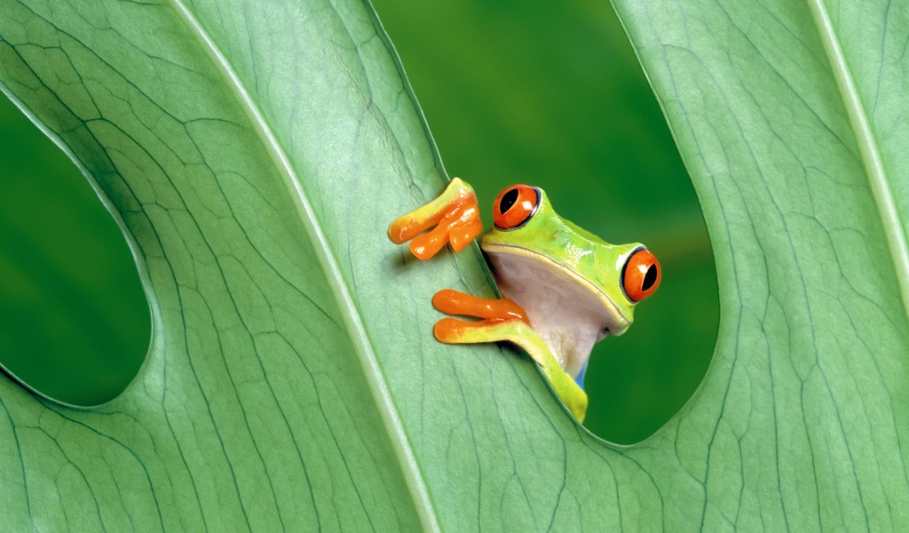 Red Eyed Tree Frog