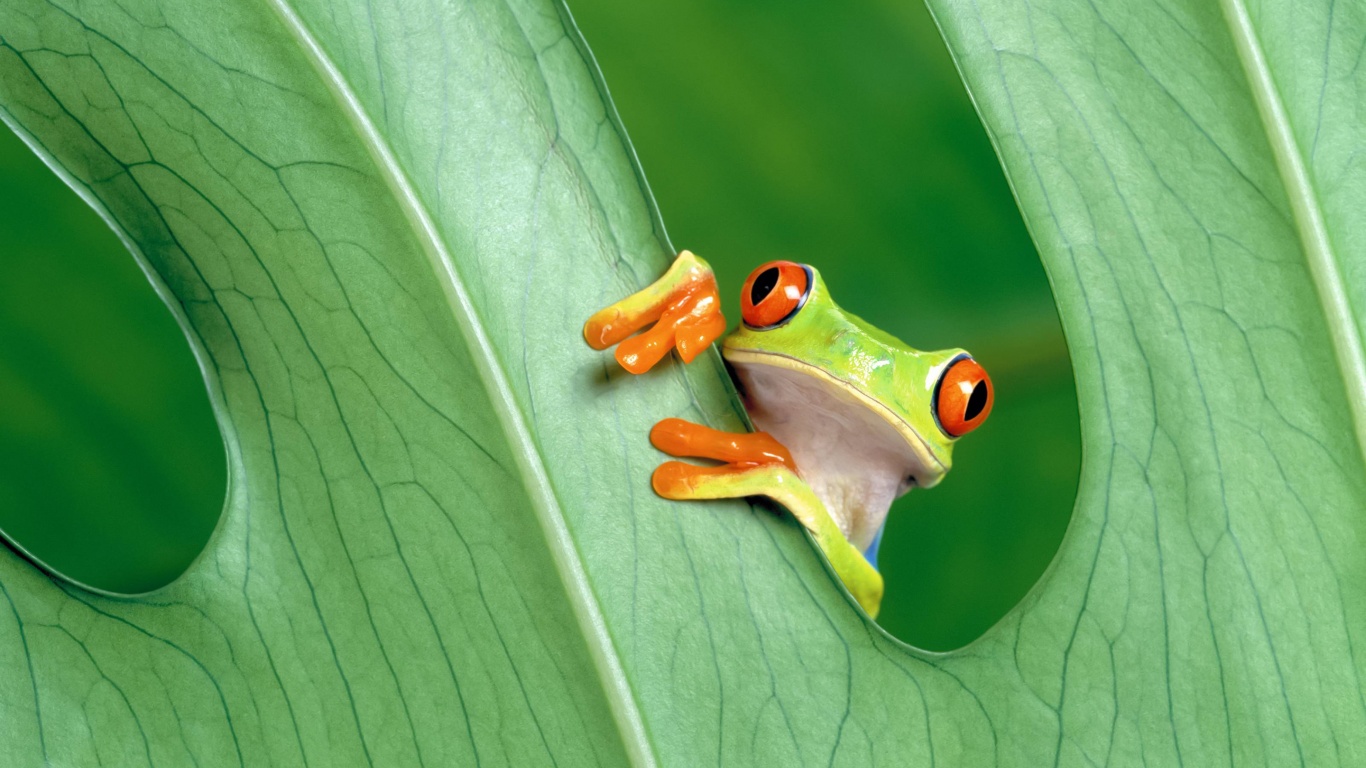 Red Eyed Tree Frog