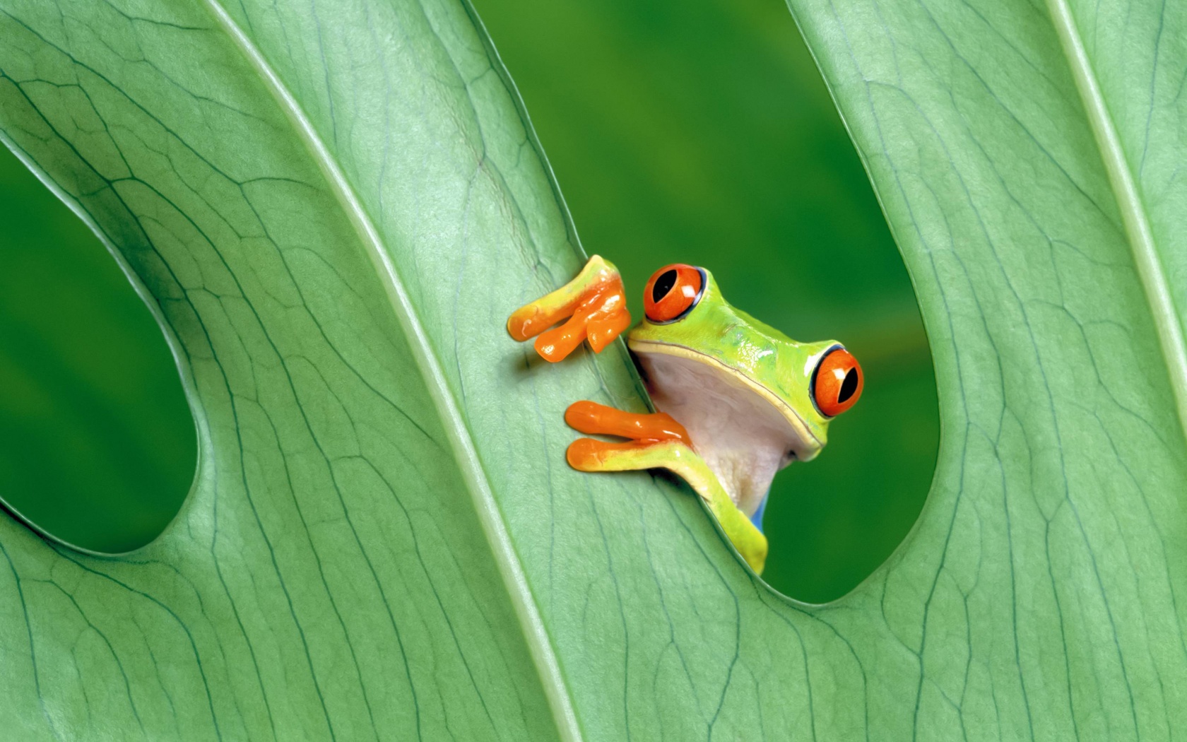 Red Eyed Tree Frog