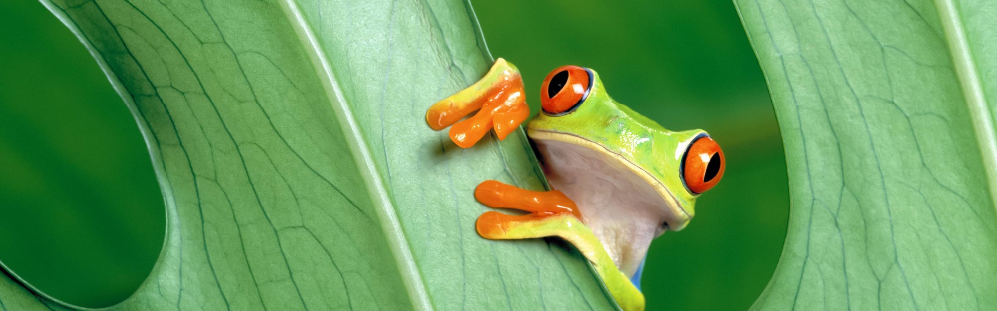 Red Eyed Tree Frog