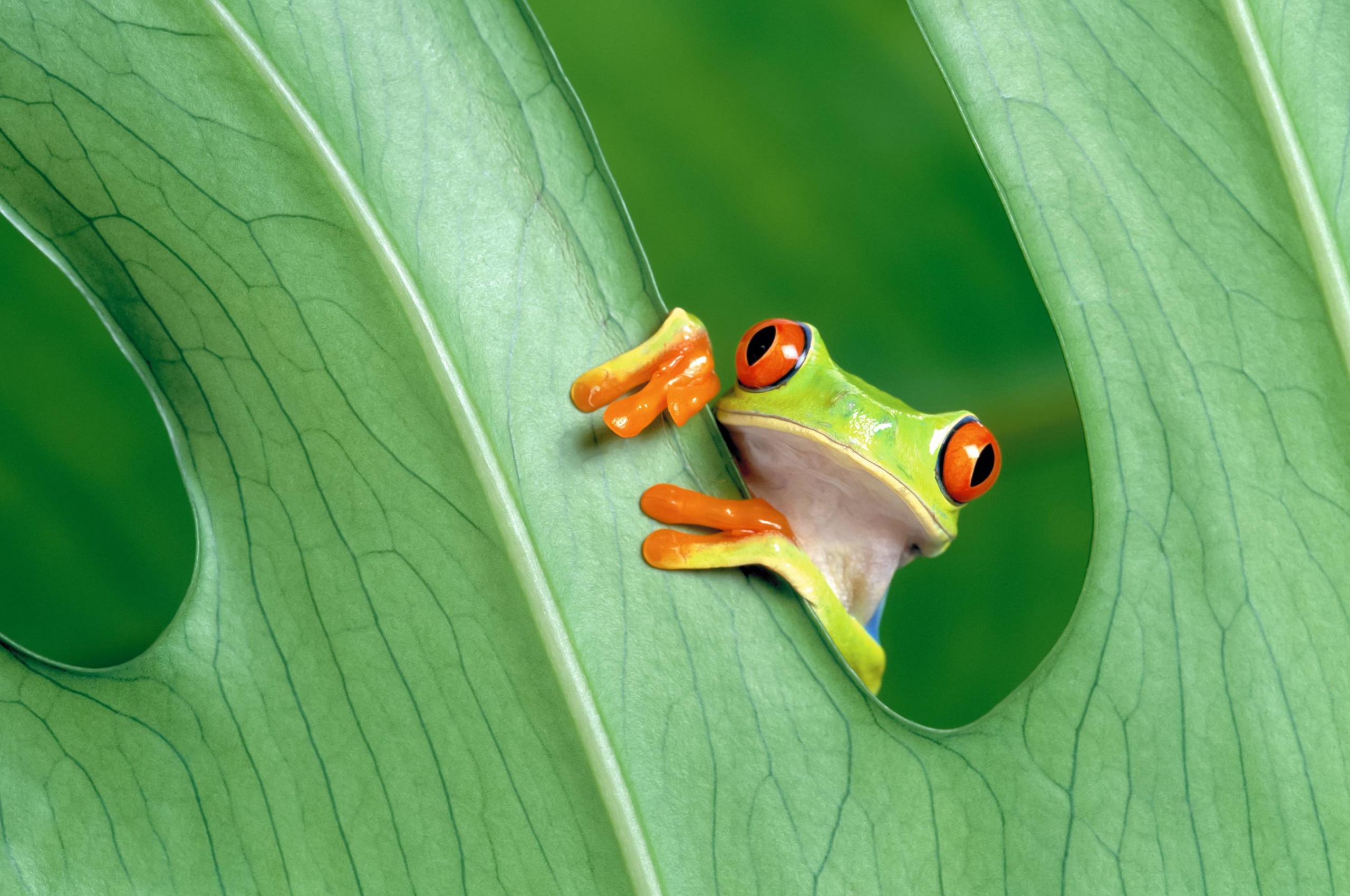 Red Eyed Tree Frog