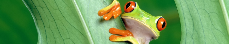 Red Eyed Tree Frog