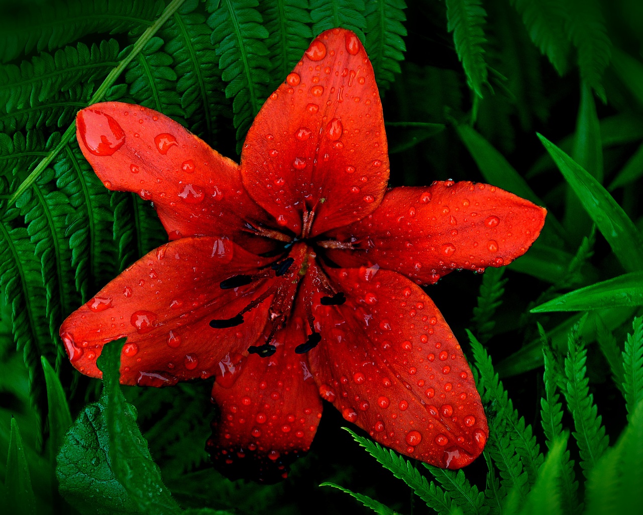 Red Lily