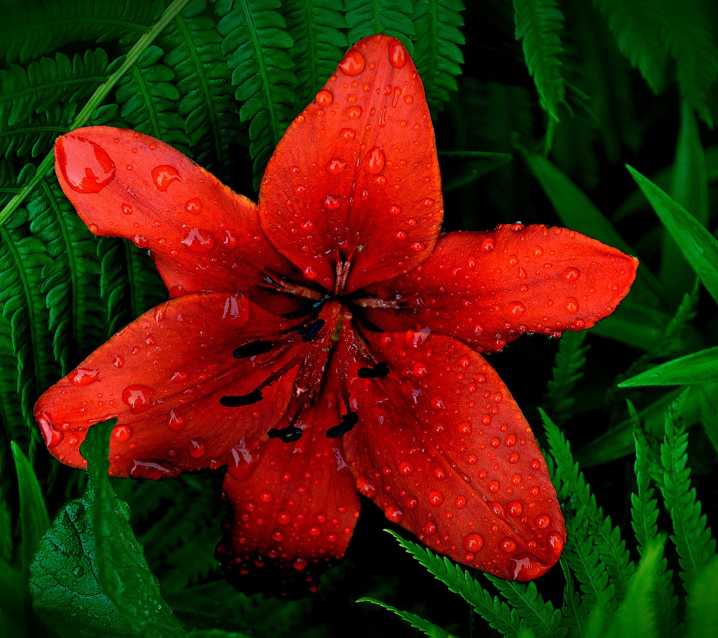 Red Lily