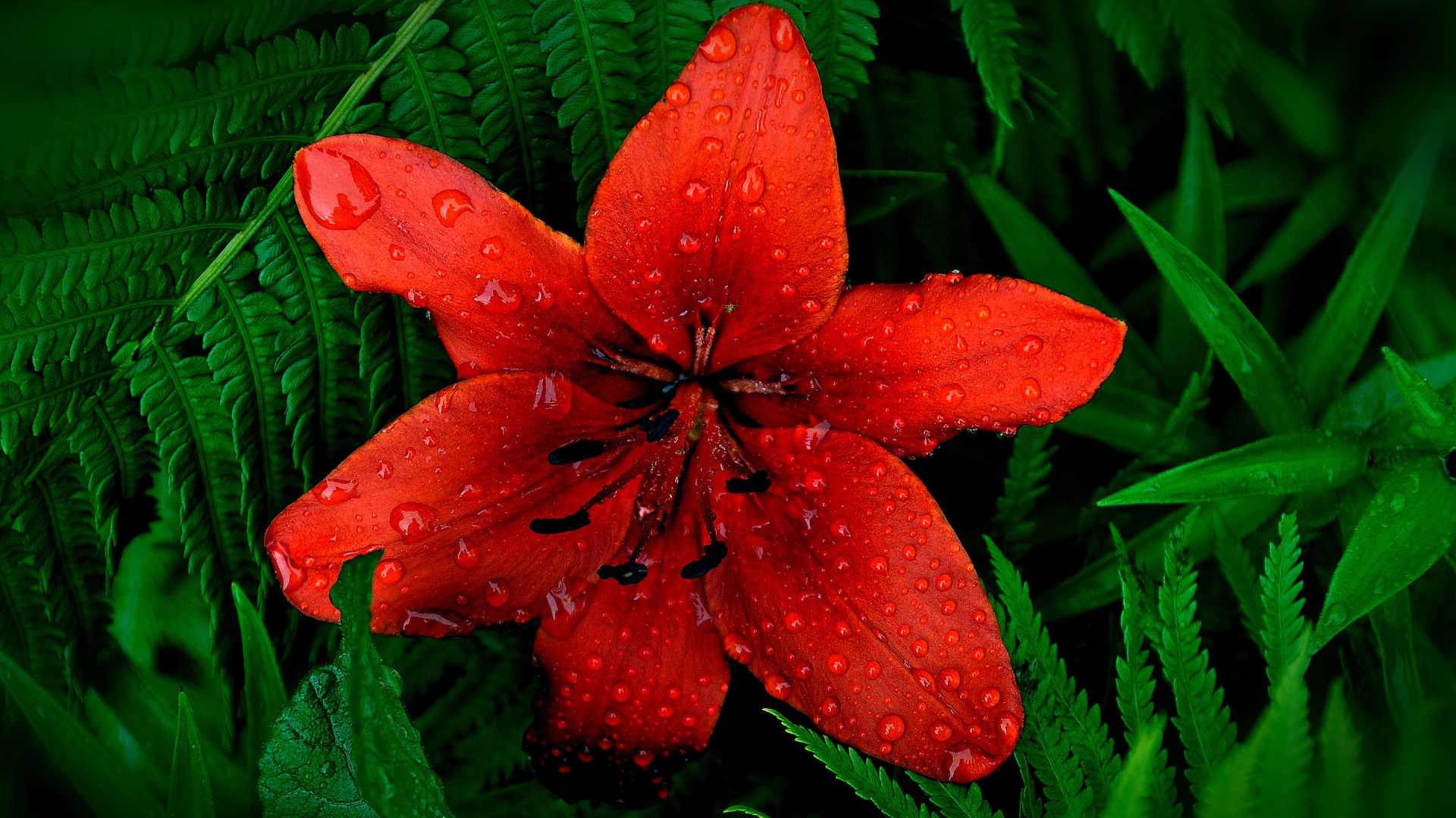 Red Lily