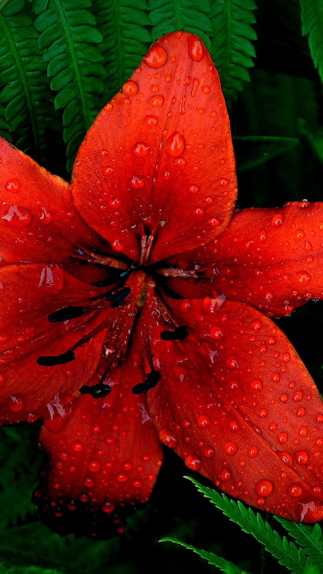 Red Lily