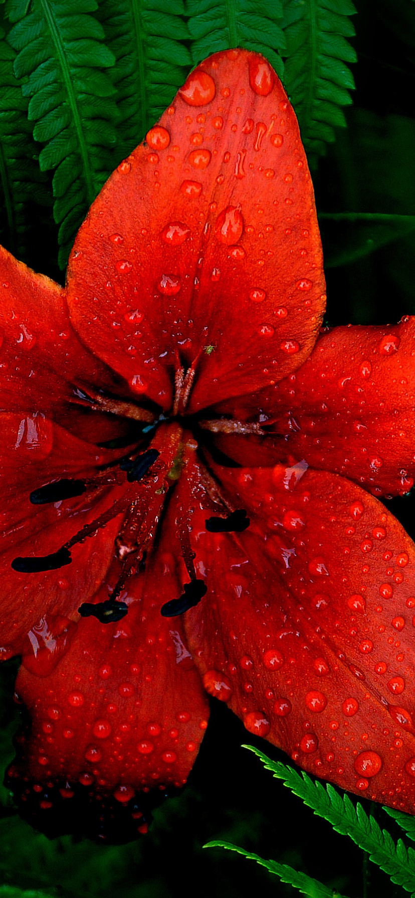 Red Lily