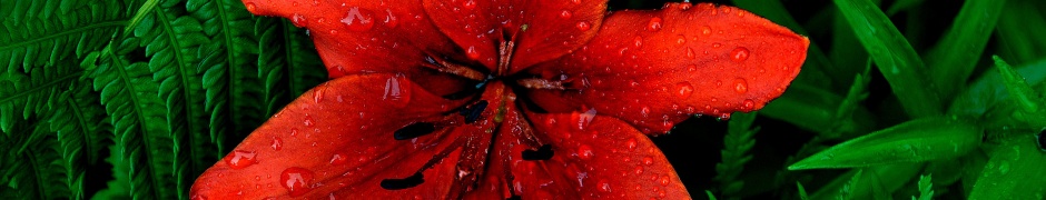 Red Lily