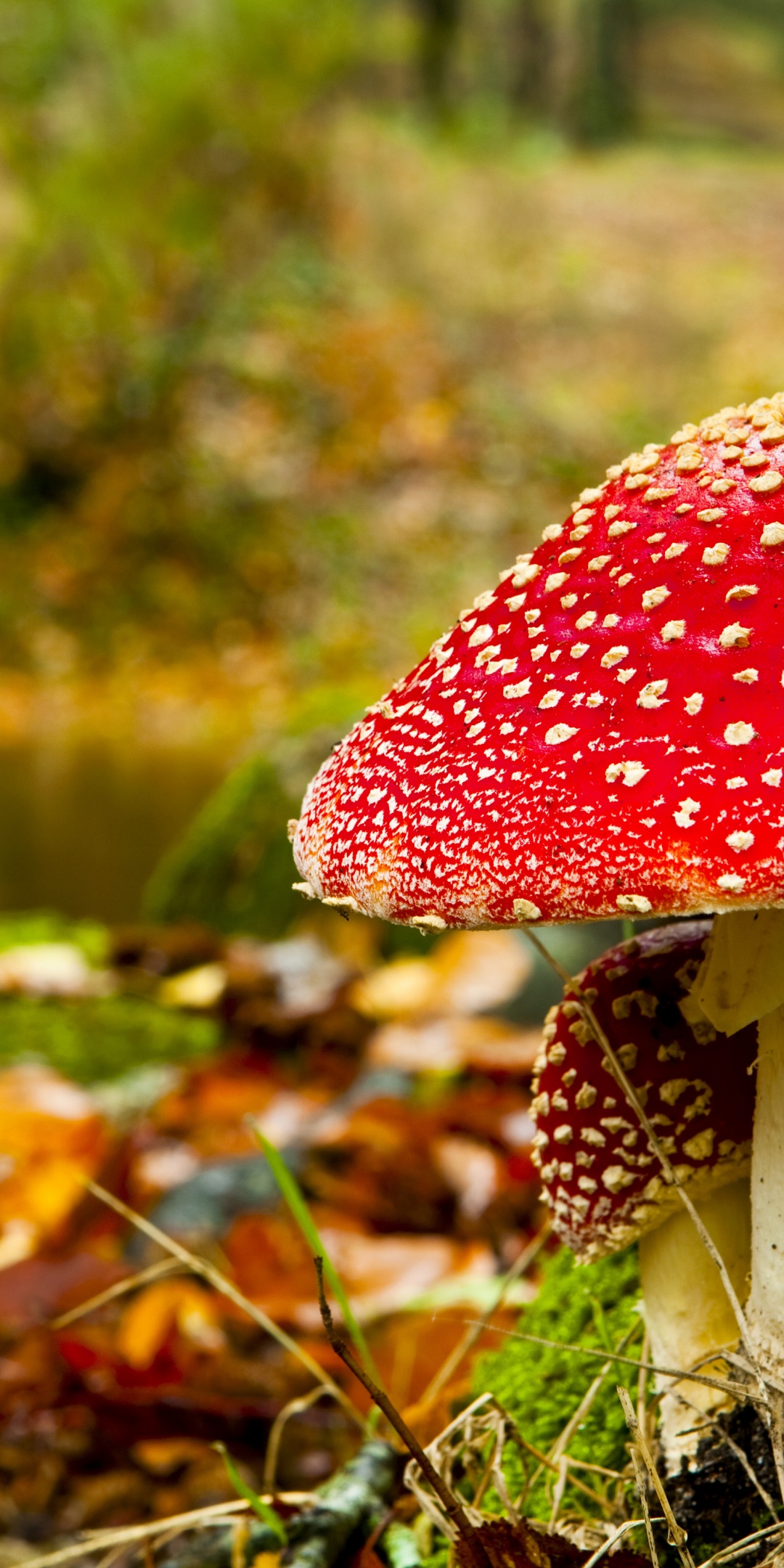 Red Mushroom In Forest