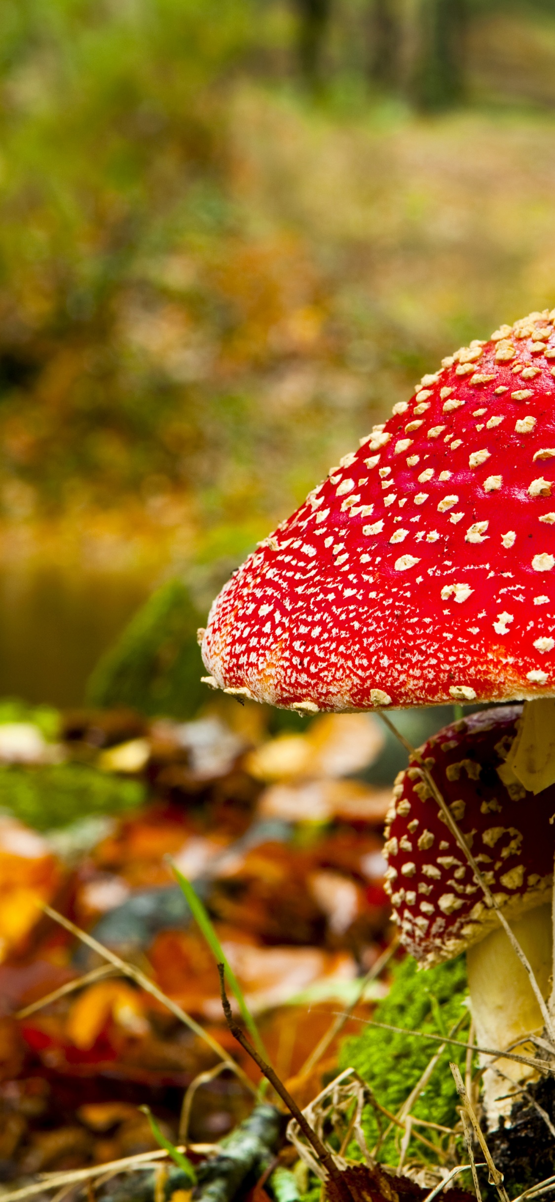 Red Mushroom In Forest