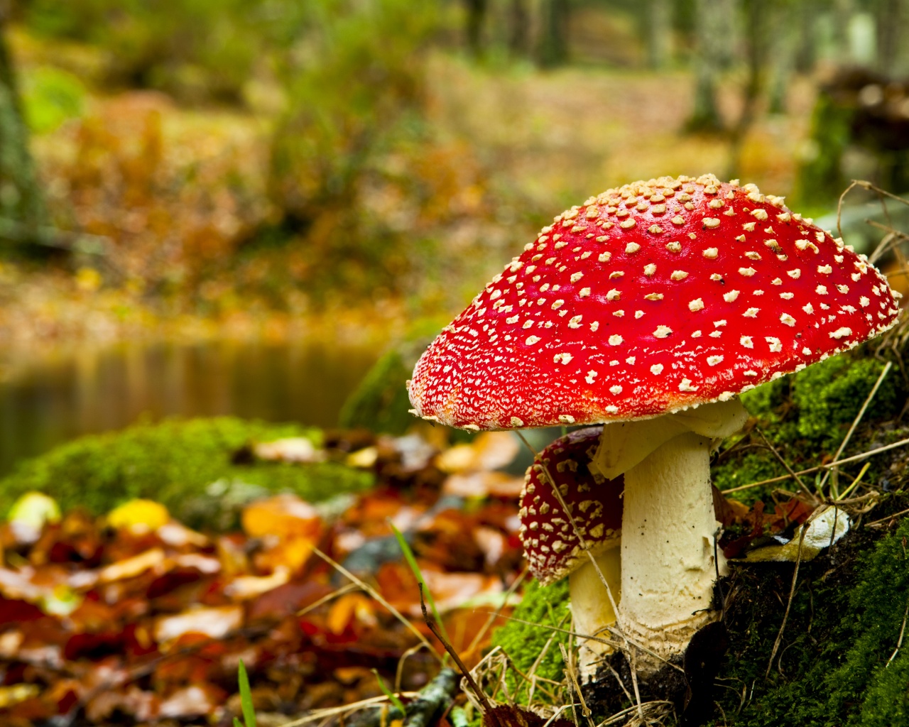 Red Mushroom In Forest