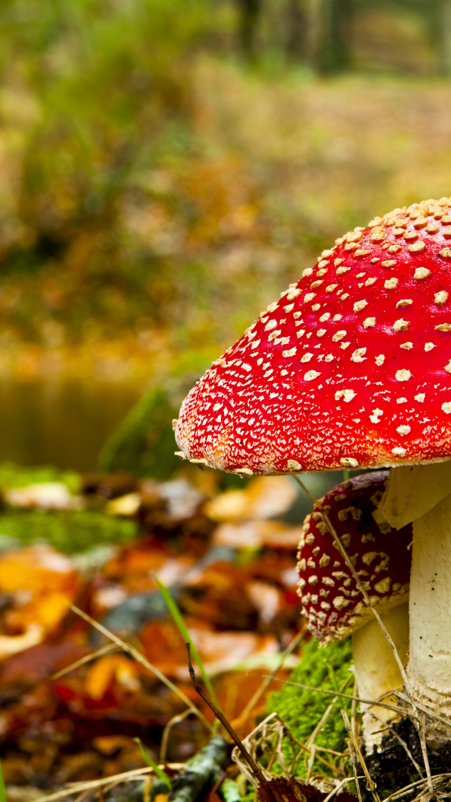 Red Mushroom In Forest